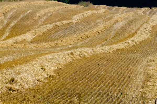 Yellow wheat field — Stock Photo, Image