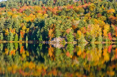Orman göl üzerindeki gündoğumu
