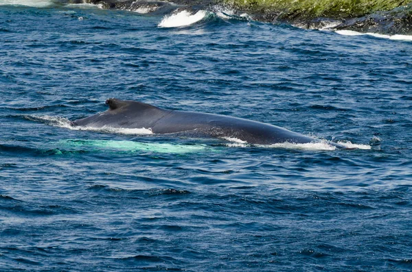 Swimming humpback whale — Stock Photo, Image