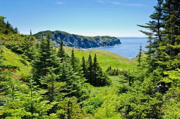 Spruce tree on ocean shore — Stock Photo, Image