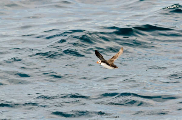 Frailecillo en vuelo . — Foto de Stock