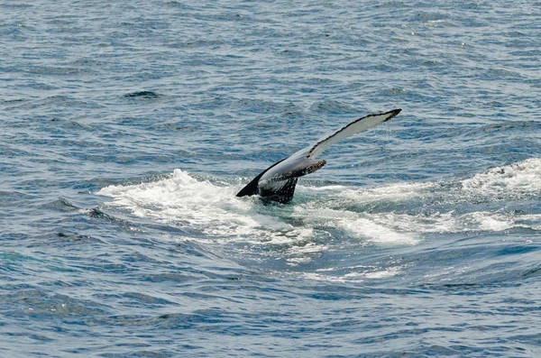 Baleia jubarte nadadora — Fotografia de Stock