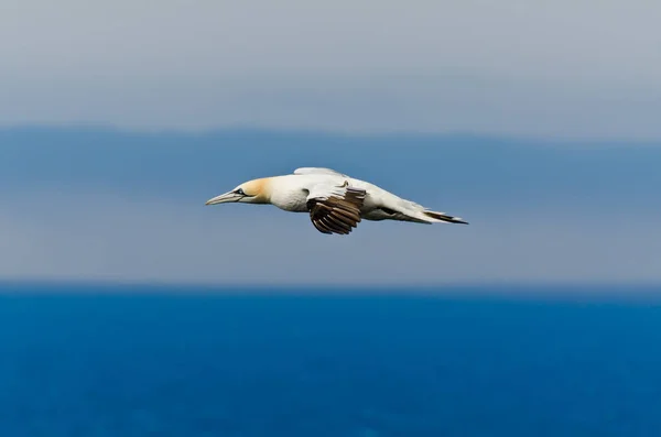 Alcatraces del norte en vuelo . — Foto de Stock