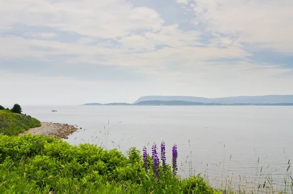 Garis pantai Nova Scotia — Stok Foto