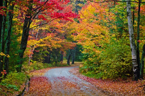 Yol ve renkli ağaçlar