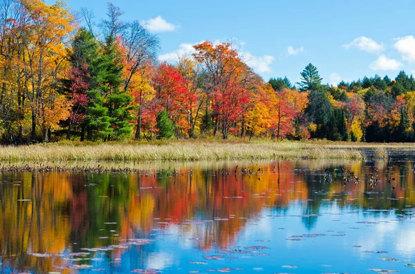 Lever de soleil au-dessus du lac forestier — Photo