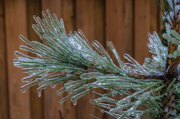 Freezing rain on tree — Stock Photo, Image