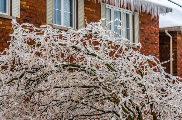 Freezing rain on tree — Stock Photo, Image