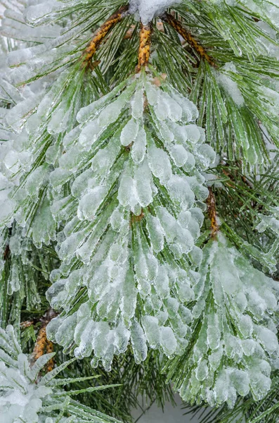 Freezing rain on tree — Stock Photo, Image