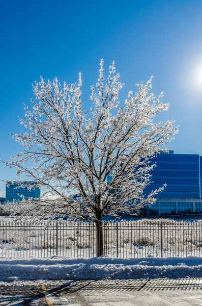 Ijzel op boom — Stockfoto