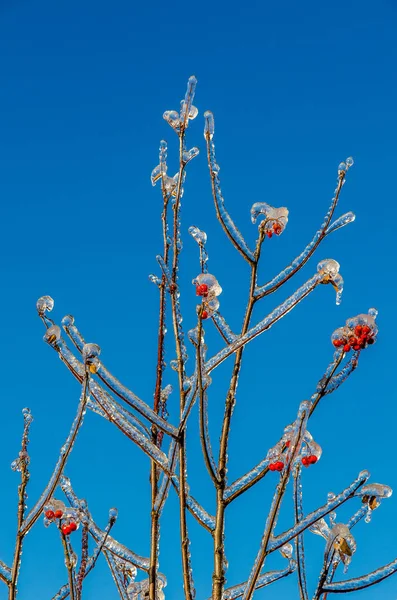 Freezing rain on tree — Stock Photo, Image