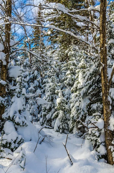 Winter snow forest — Stockfoto