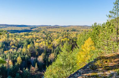 Algonquin Park renkli ağaçlar