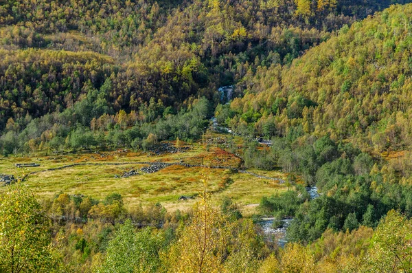 Forest in Norway highland — Stock Photo, Image