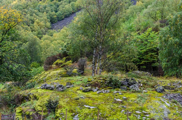 Highland Norwegia zielony — Zdjęcie stockowe