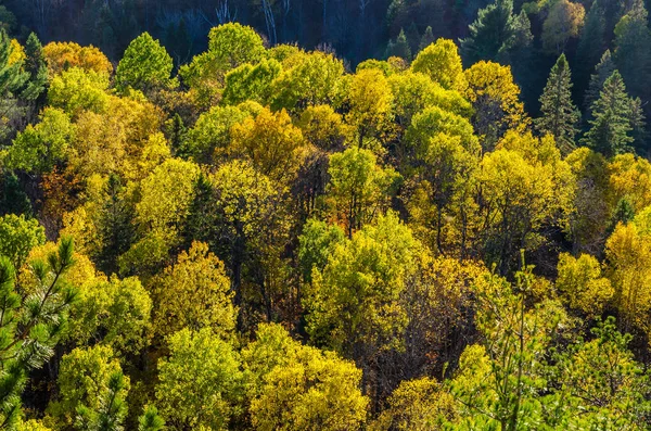 Árvores coloridas em dia ensolarado — Fotografia de Stock
