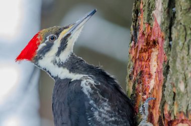 Kış zamanında pileated ağaçkakan
