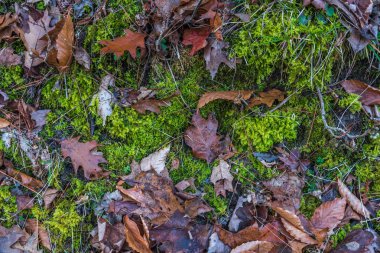 Sonbahar zaman ağaçlarda