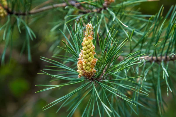 Fresh green small larch — Stock Photo, Image