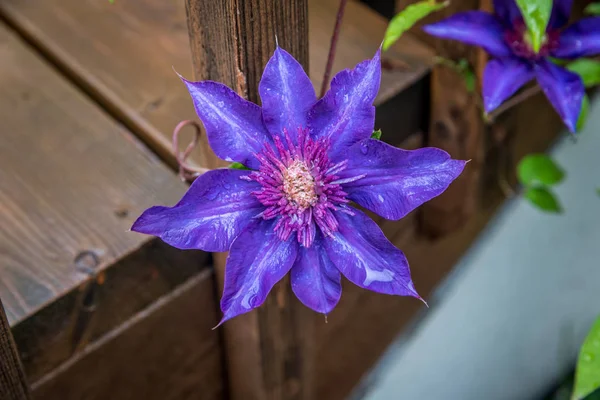 Blue Clematis in sunny day — Stock Photo, Image