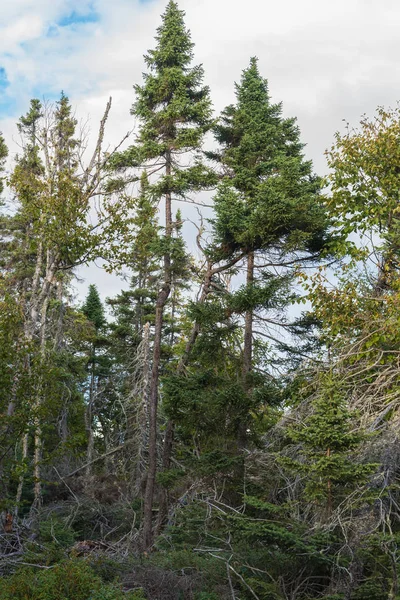 Pukaskwa Provincial Park — Stockfoto