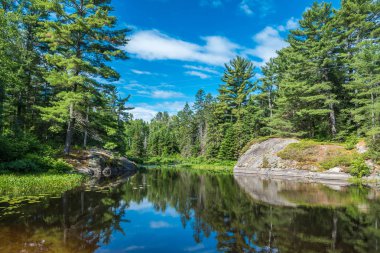 Güneşli bir günde Orman Gölü