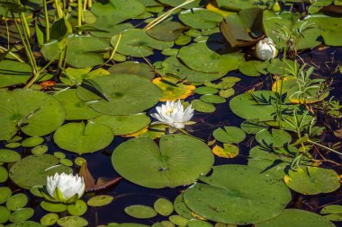Nymphaea alba güneşli gün