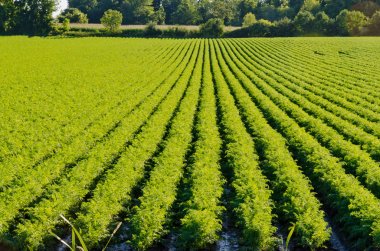 yeşil bitki üzerinde satırları