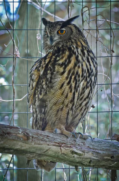 Great horned owl — Stock Photo, Image