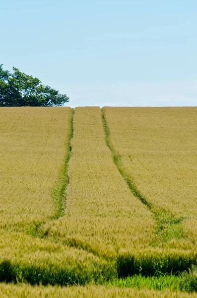 Geel veld van tarwe — Stok fotoğraf