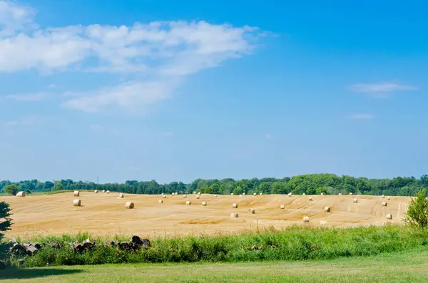 Pšeničné pole pod modrou oblohou — Stock fotografie