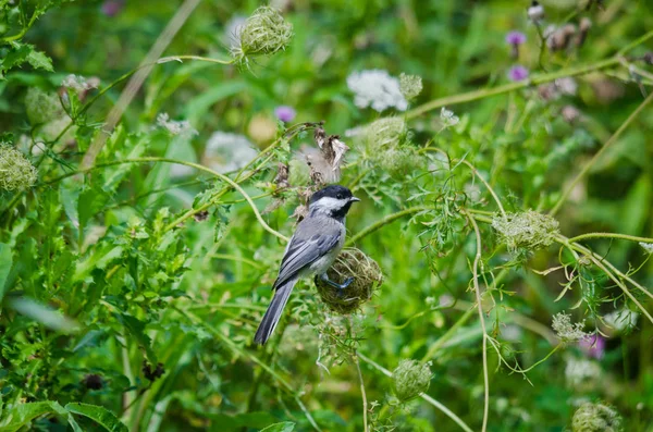 Chickadee μαύρο προσαρμοσμένες — Φωτογραφία Αρχείου