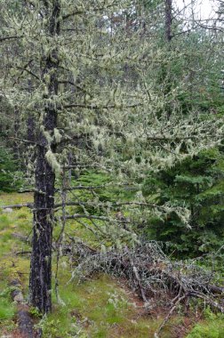 Ağaçlar liken ve yosun sarılmış