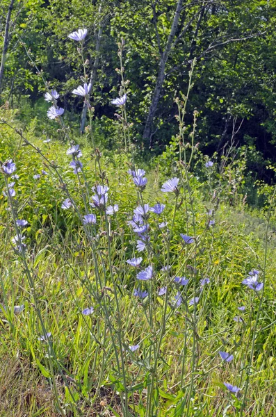 Flores de achicoria común —  Fotos de Stock