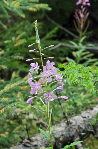 Sonniger Wald — Stockfoto