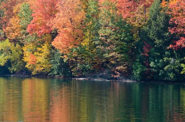 Lesní jezero — Stock fotografie