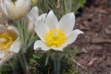 Bulanık toprak arka planda Pulsatilla patenler flover