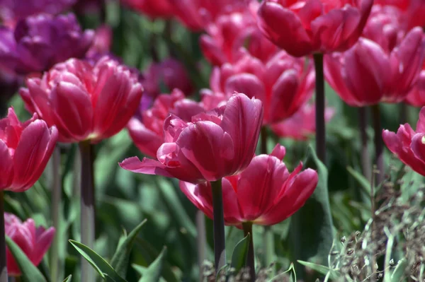 Blízko Malůvkové Růžové Tulipány Tmavě Zeleném Pozadí — Stock fotografie