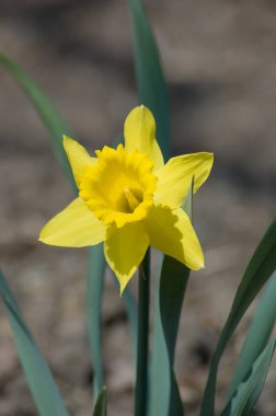 Gri arka planda sarı narcissus yakın