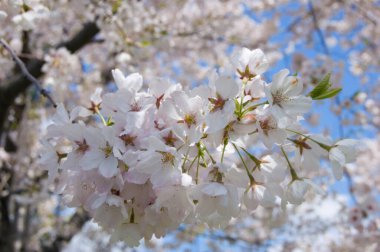 closeup crabapple çiçekleri açık renkli üzerinde