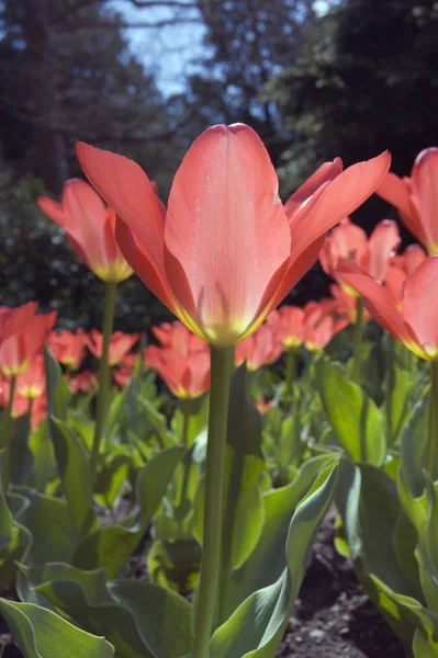 Närbild Rosa Tulpaner Blur Mörk Bakgrund — Stockfoto