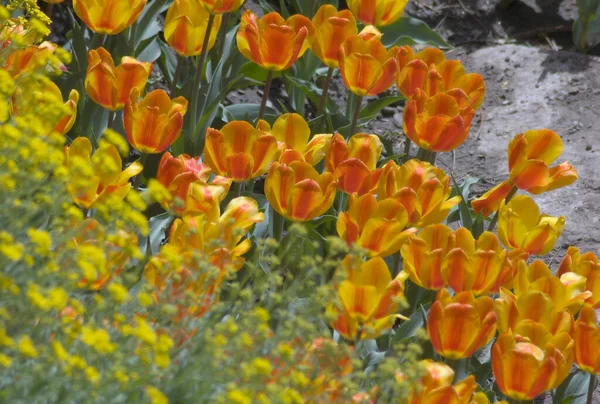 Červený Žlutý Tulipán Tmavém Pozadí — Stock fotografie