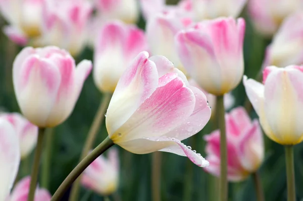 Закрыть Розовый Белый Тюльпан Клумбе Свирепость — стоковое фото