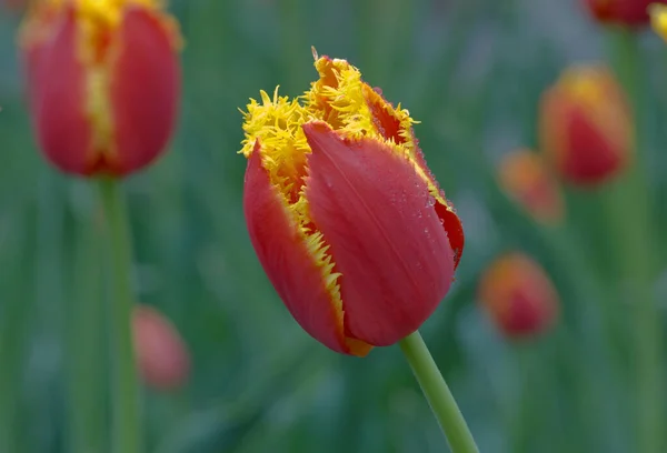 Zavřete Červených Žlutých Tulipánů Záhonu Lambada — Stock fotografie