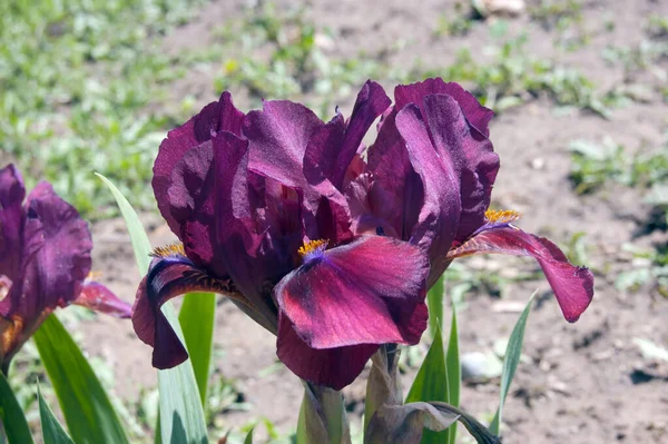 Blå Iris Oskärpa Grönt Gräs Bakgrund — Stockfoto