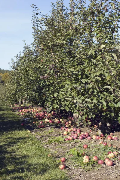 Gospodarstwo Jabłko Czasie Upadku Ontario — Zdjęcie stockowe