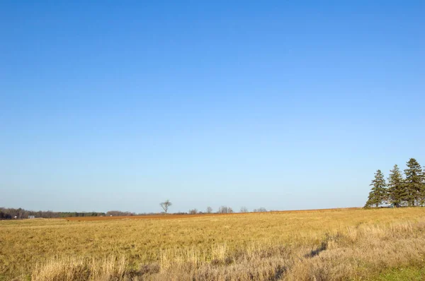 Gult Gräs Fältet Blå Himmel Nära Den Lilla Willage — Stockfoto