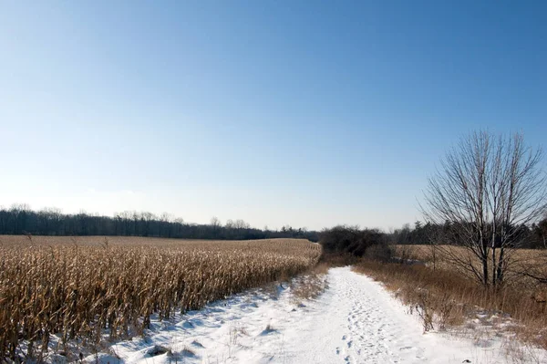 トウモロコシ畑に沿って人間と雪の道 — ストック写真