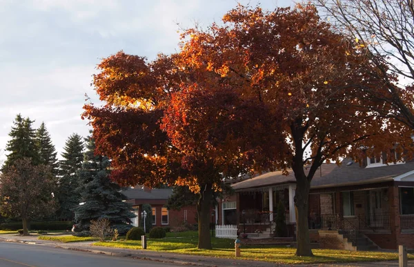Sonbahar Renkli Ağaç Toronto Sokaklarda — Stok fotoğraf