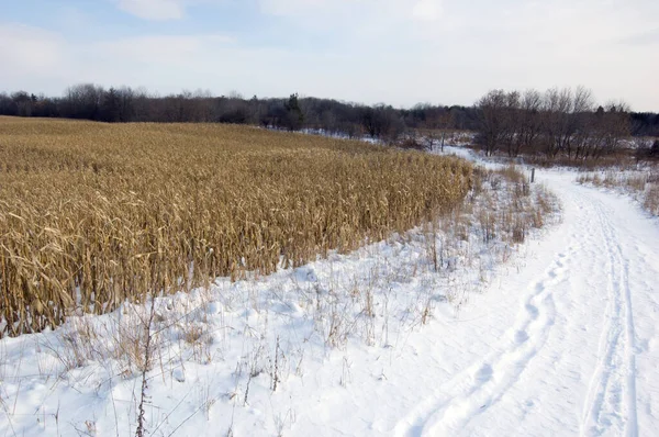 Caminho Neve Com Pista Esqui Torno Campo Milho — Fotografia de Stock